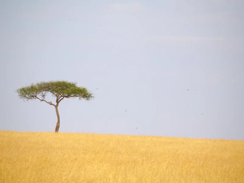 Maasai Mara Wildlife Checklist