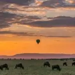 Migration Safari Planning Guide