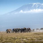 Mount Kenya National Park