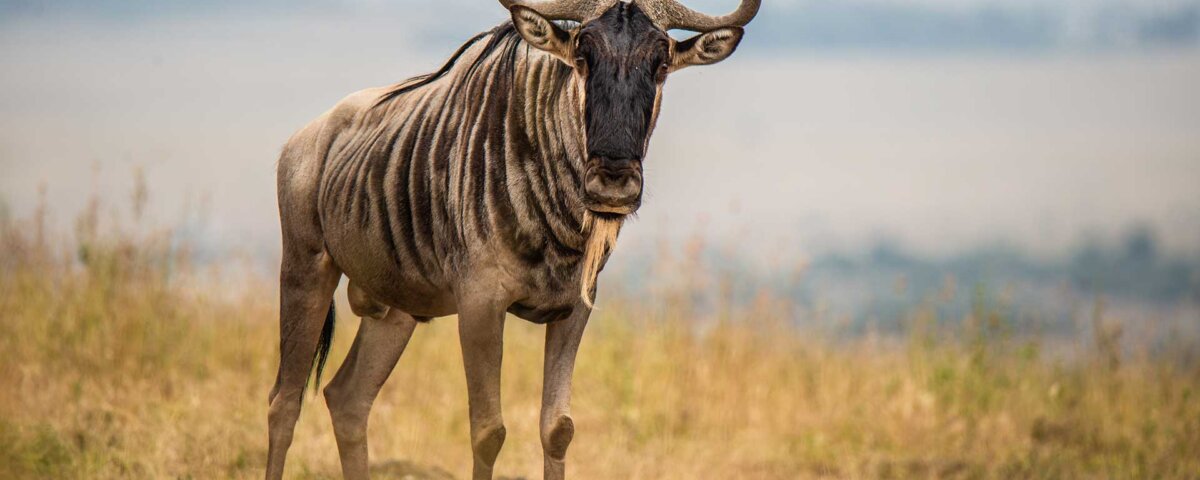 Tanzania Safari for Endangered Species