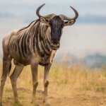 Tanzania Safari for Endangered Species