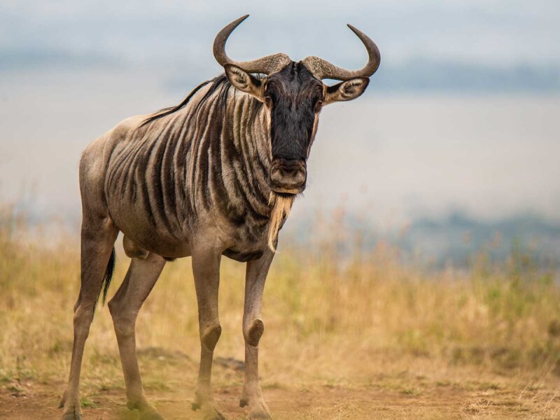 Tanzania Safari for Endangered Species