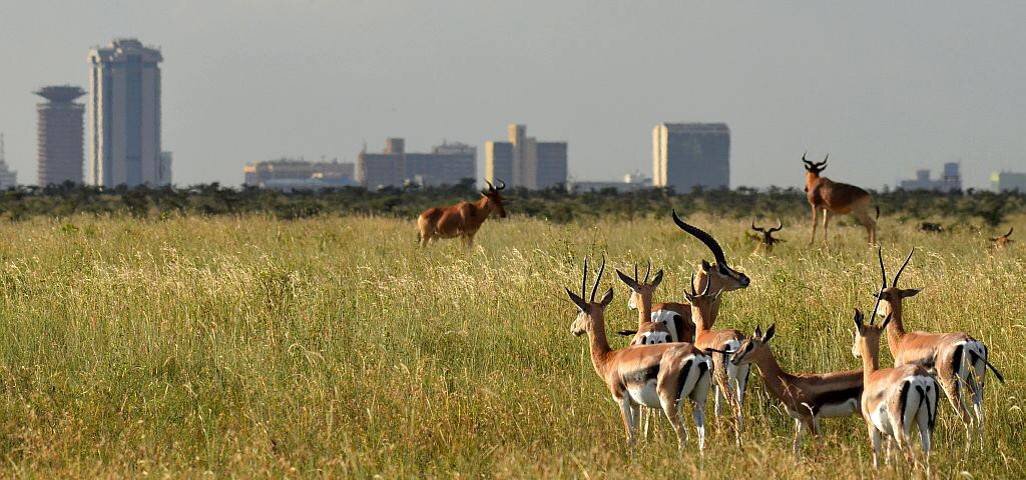 Nairobi National Park Safari 