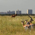 Nairobi National Park Safari 