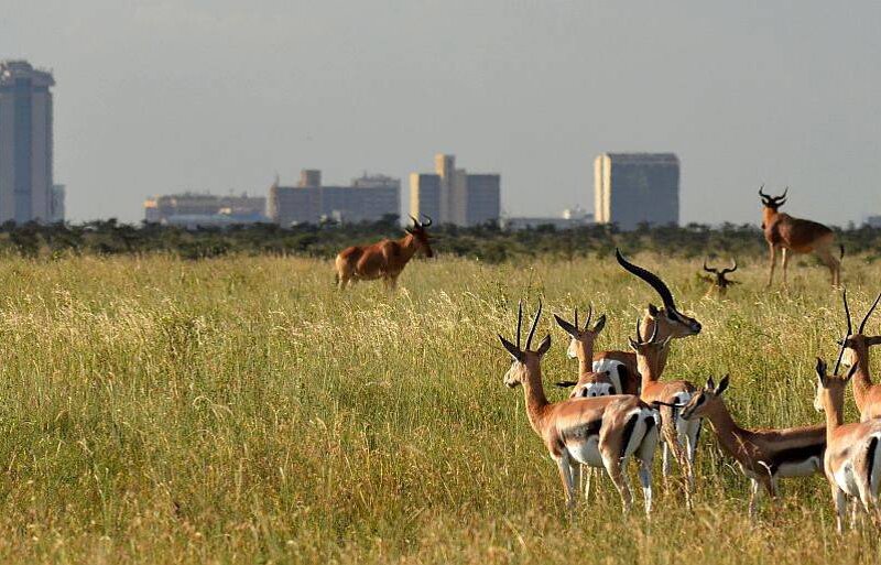 Nairobi National Park Safari 