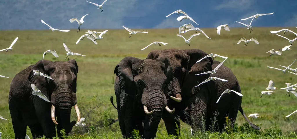 February Tanzania Safari Packages – Discover Africa’s Green Season Magic