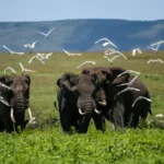 February Tanzania Safari Packages – Discover Africa’s Green Season Magic