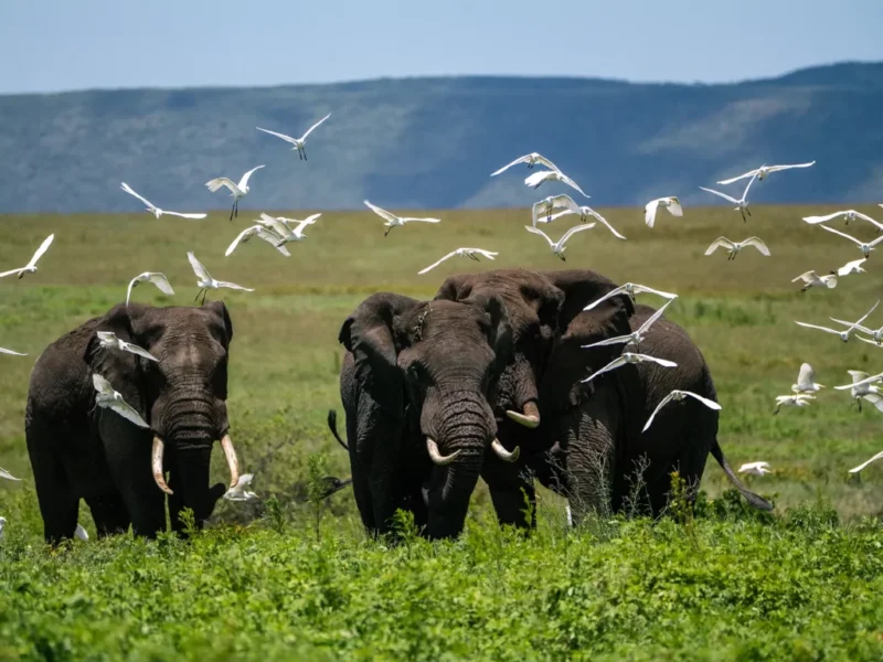 February Tanzania Safari Packages – Discover Africa’s Green Season Magic