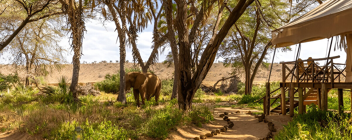 Why Choose Our Northern Kenya Safari Expertise Choosing the right safari partner shapes the overall experience in Northern Kenya. Expertise, local knowledge, and conservation partnerships ensure safe and meaningful journeys. Giant Holiday Safaris brings unmatched regional insight, guiding travelers across remote landscapes with comfort and confidence. Our approach focuses on authentic experiences that highlight wildlife, culture, and conservation. With Giant Holiday Safaris, itineraries are tailored to traveler interests while supporting local communities and sustainable tourism. We prioritize responsible travel that protects wildlife and preserves habitats. Every safari with Giant Holiday Safaris contributes to conservation and community empowerment, adding value beyond tourism. Ultimately, Northern Kenya Safari Adventures deliver transformation, connection, and discovery. Through Giant Holiday Safaris’ expert guidance, travelers experience the true spirit of Northern Kenya in a meaningful and unforgettable way.