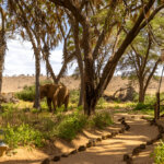 Why Choose Our Northern Kenya Safari Expertise Choosing the right safari partner shapes the overall experience in Northern Kenya. Expertise, local knowledge, and conservation partnerships ensure safe and meaningful journeys. Giant Holiday Safaris brings unmatched regional insight, guiding travelers across remote landscapes with comfort and confidence. Our approach focuses on authentic experiences that highlight wildlife, culture, and conservation. With Giant Holiday Safaris, itineraries are tailored to traveler interests while supporting local communities and sustainable tourism. We prioritize responsible travel that protects wildlife and preserves habitats. Every safari with Giant Holiday Safaris contributes to conservation and community empowerment, adding value beyond tourism. Ultimately, Northern Kenya Safari Adventures deliver transformation, connection, and discovery. Through Giant Holiday Safaris’ expert guidance, travelers experience the true spirit of Northern Kenya in a meaningful and unforgettable way.