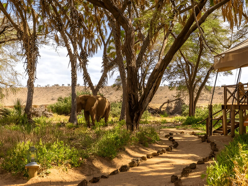 Why Choose Our Northern Kenya Safari Expertise Choosing the right safari partner shapes the overall experience in Northern Kenya. Expertise, local knowledge, and conservation partnerships ensure safe and meaningful journeys. Giant Holiday Safaris brings unmatched regional insight, guiding travelers across remote landscapes with comfort and confidence. Our approach focuses on authentic experiences that highlight wildlife, culture, and conservation. With Giant Holiday Safaris, itineraries are tailored to traveler interests while supporting local communities and sustainable tourism. We prioritize responsible travel that protects wildlife and preserves habitats. Every safari with Giant Holiday Safaris contributes to conservation and community empowerment, adding value beyond tourism. Ultimately, Northern Kenya Safari Adventures deliver transformation, connection, and discovery. Through Giant Holiday Safaris’ expert guidance, travelers experience the true spirit of Northern Kenya in a meaningful and unforgettable way.