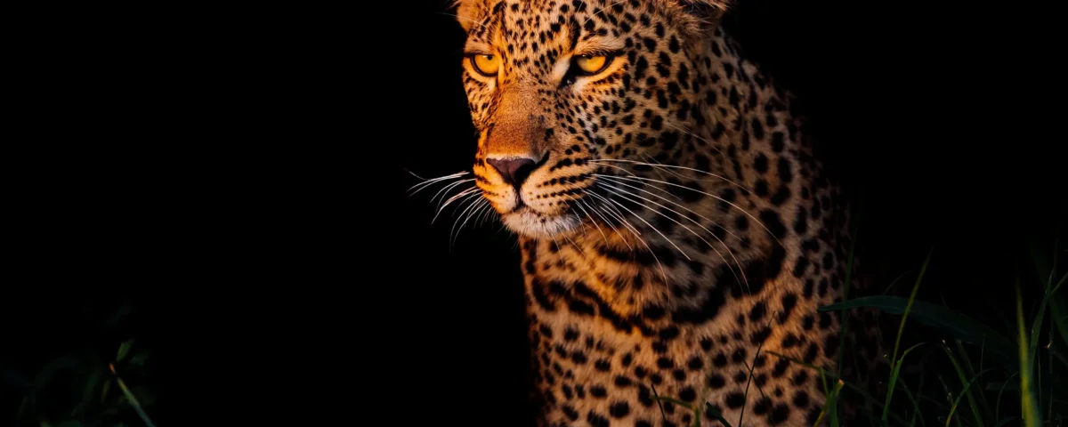 Photography Guide to Maasai Mara