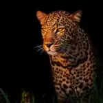 Photography Guide to Maasai Mara