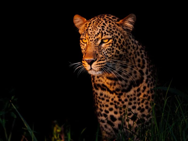 Photography Guide to Maasai Mara