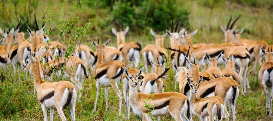 Photography Safaris in Kenya
