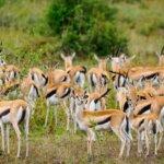 Photography Safaris in Kenya
