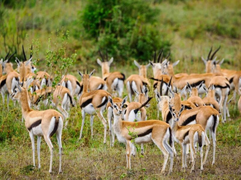 Photography Safaris in Kenya