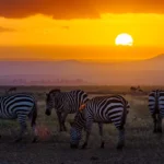Private Kenya Safaris Explained
