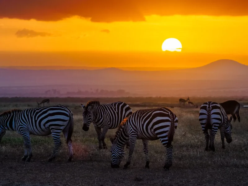 Private Kenya Safaris Explained