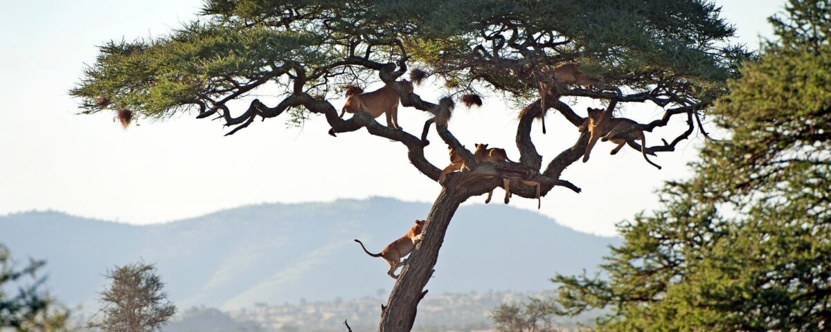 Tanzania Adventure Safari Tours