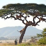 Tanzania Adventure Safari Tours