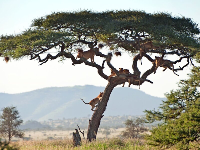 Tanzania Adventure Safari Tours