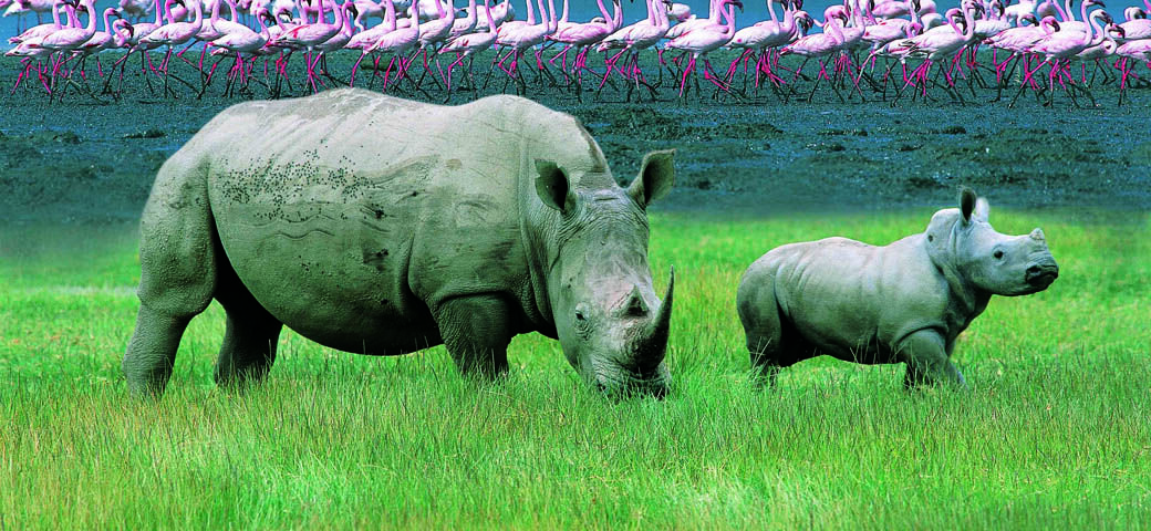Rhino Safaris in Lake Nakuru