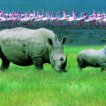 Rhino Safaris in Lake Nakuru