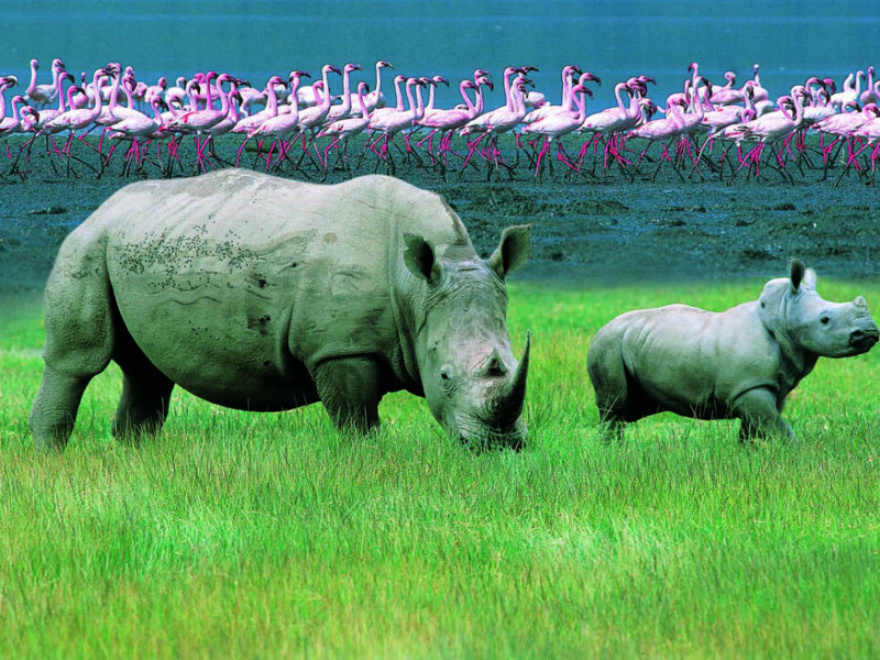 Rhino Safaris in Lake Nakuru