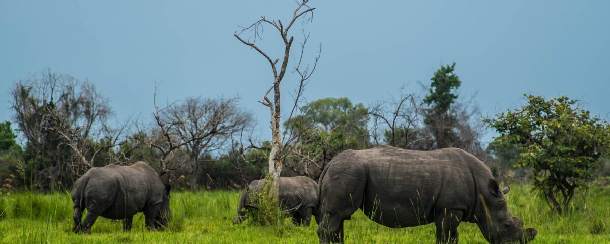 Tanzania Safari for Rhino Tracking