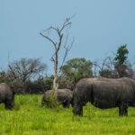 Tanzania Safari for Rhino Tracking