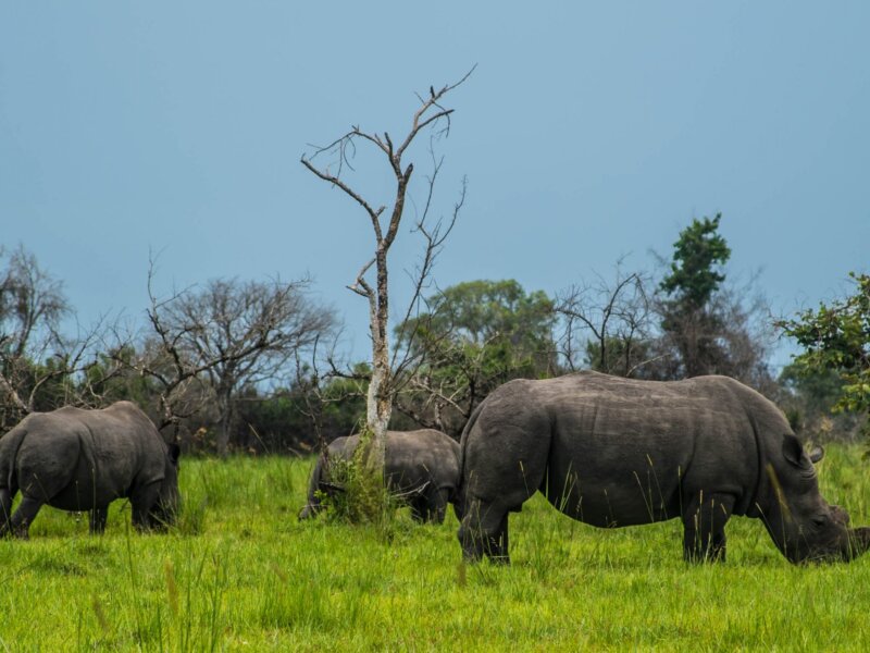 Tanzania Safari for Rhino Tracking