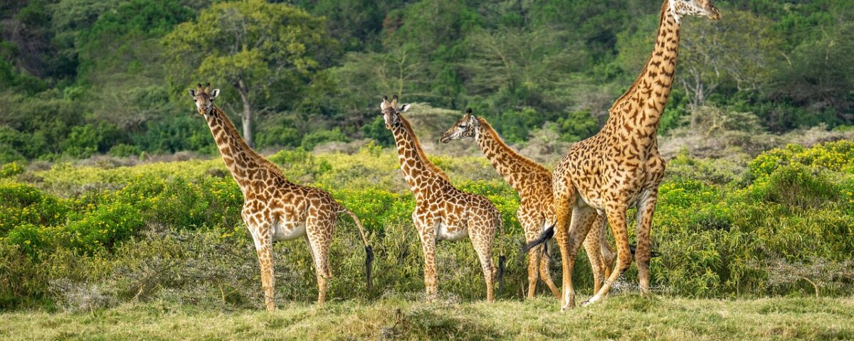 https://www.topguideadventures.com/best-day-trip-to-arusha-national-park/