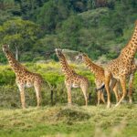 https://www.topguideadventures.com/best-day-trip-to-arusha-national-park/