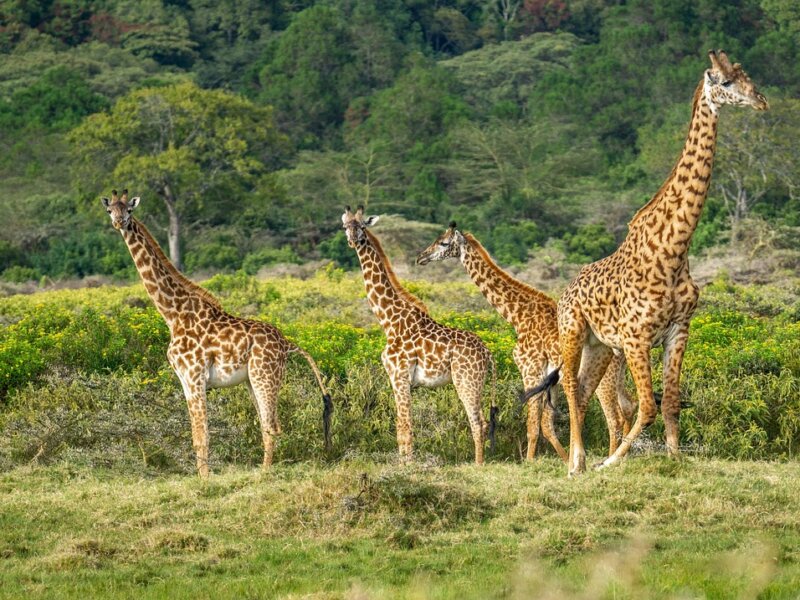 https://www.topguideadventures.com/best-day-trip-to-arusha-national-park/