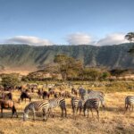 Tanzania Safari Short Tours