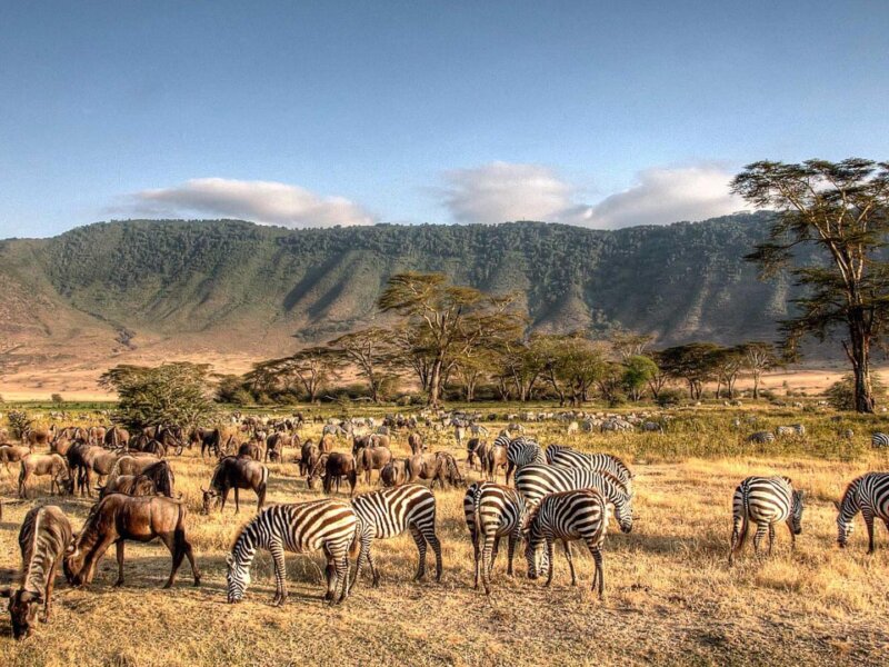 Tanzania Safari Short Tours