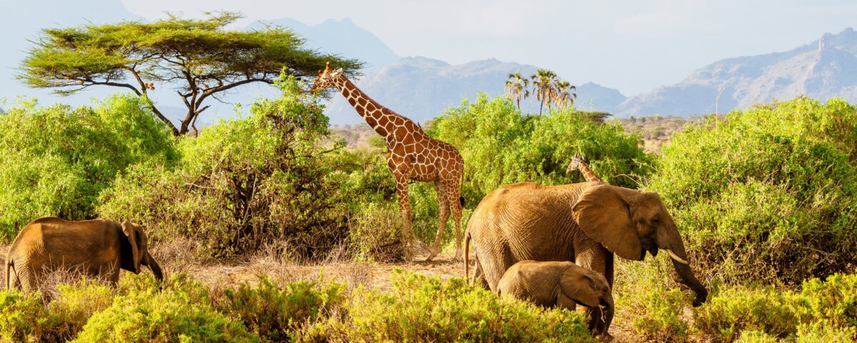 Samburu Special Five Wildlife 