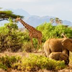 Samburu Special Five Wildlife 