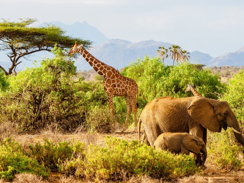Samburu Special Five Wildlife 