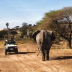 Tanzania Self-Drive Safari Tours