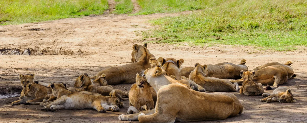 10 Days Tanzania Safari Tours
