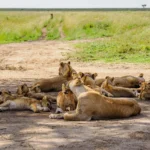 10 Days Tanzania Safari Tours