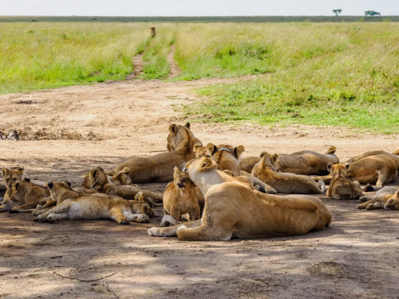 10 Days Tanzania Safari Tours