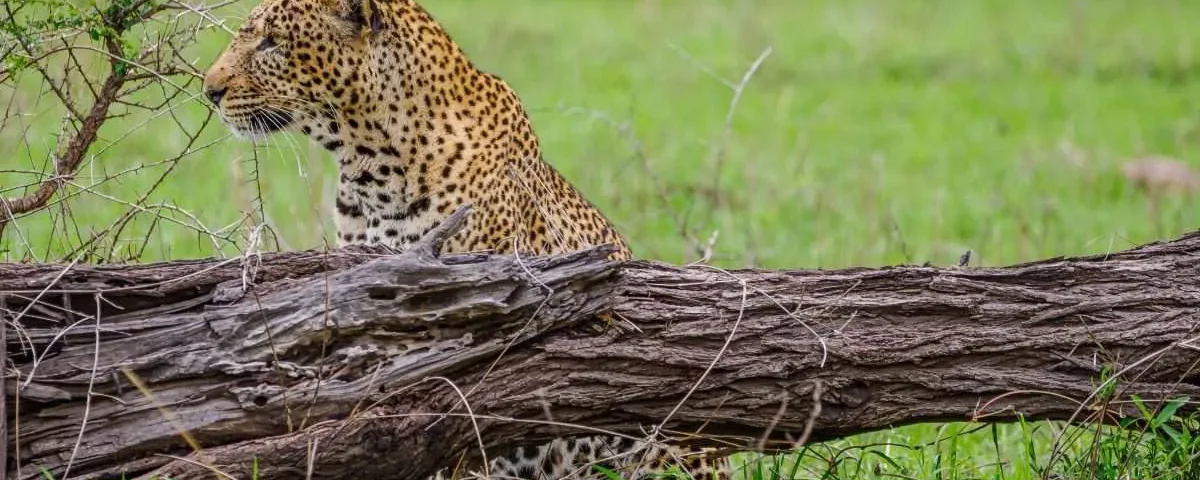 November Tanzania Safari Packages – Best Green Season Safari in Tanzania