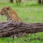 November Tanzania Safari Packages – Best Green Season Safari in Tanzania
