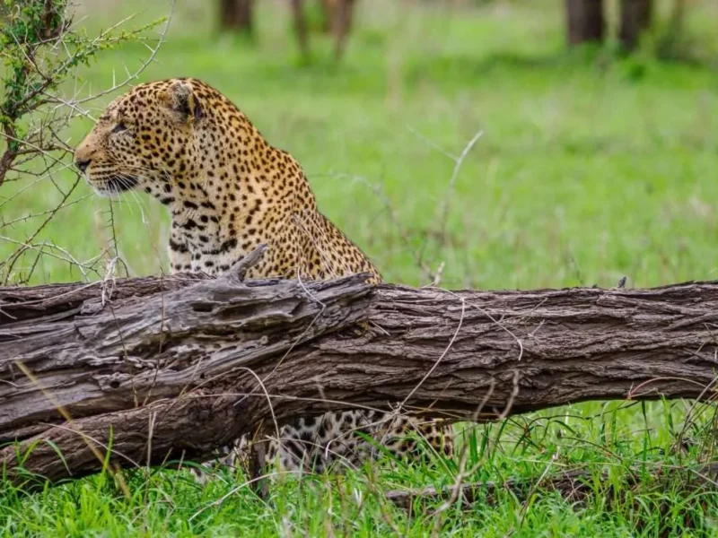 November Tanzania Safari Packages – Best Green Season Safari in Tanzania
