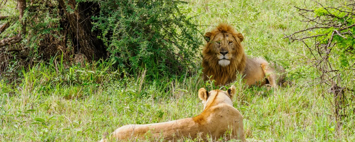 October Tanzania Safari Tours: A Prime Time for Wildlife Adventures