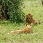 October Tanzania Safari Tours: A Prime Time for Wildlife Adventures