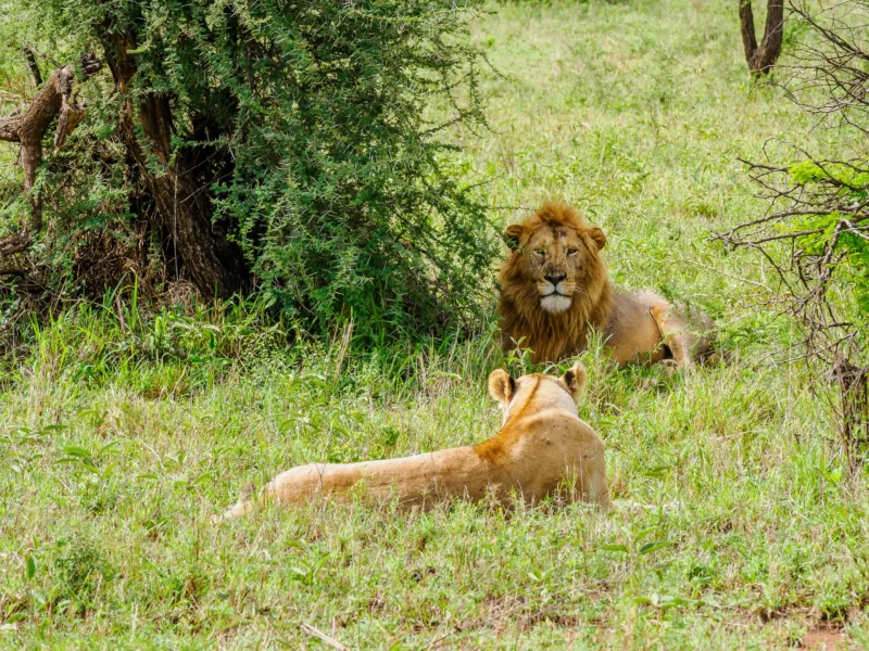 October Tanzania Safari Tours: A Prime Time for Wildlife Adventures